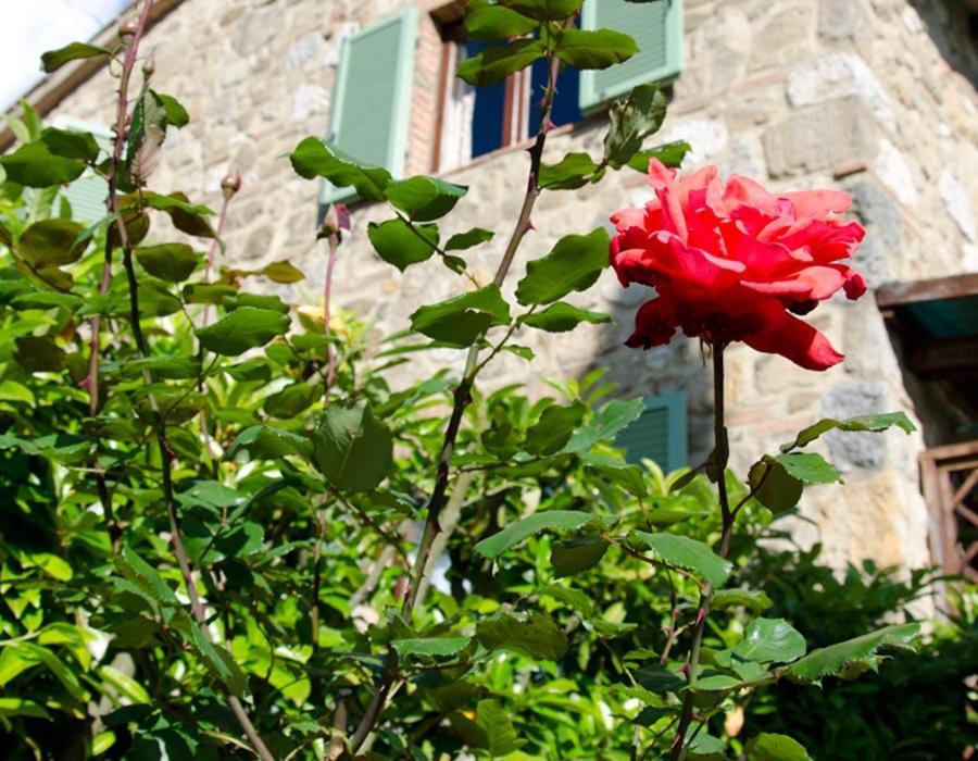 Bed and Breakfast Tenuta Colombaio à Casole dʼElsa Extérieur photo